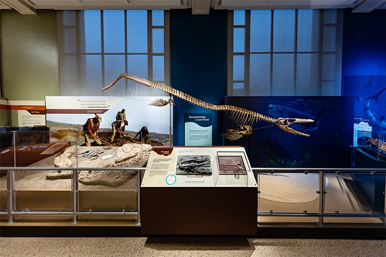 A life-size reconstruction of Prognathodon kianda on display in “Sea Monsters Unearthed.”