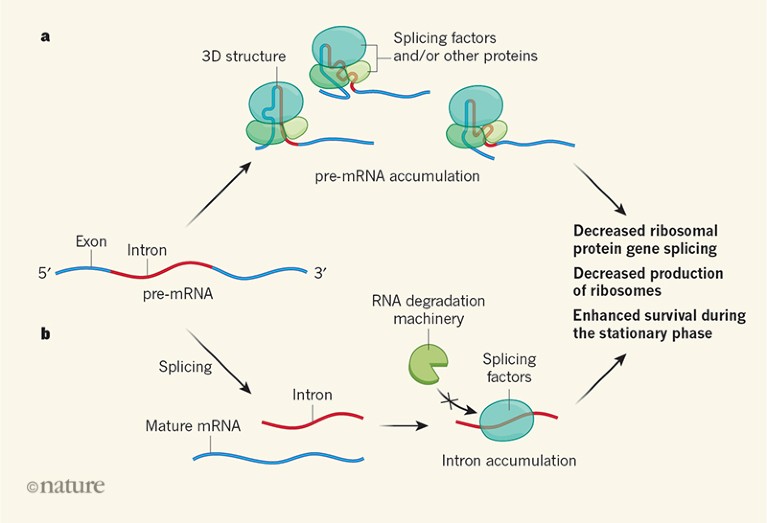 Intron RNA sequences help yeast cells to survive starvation