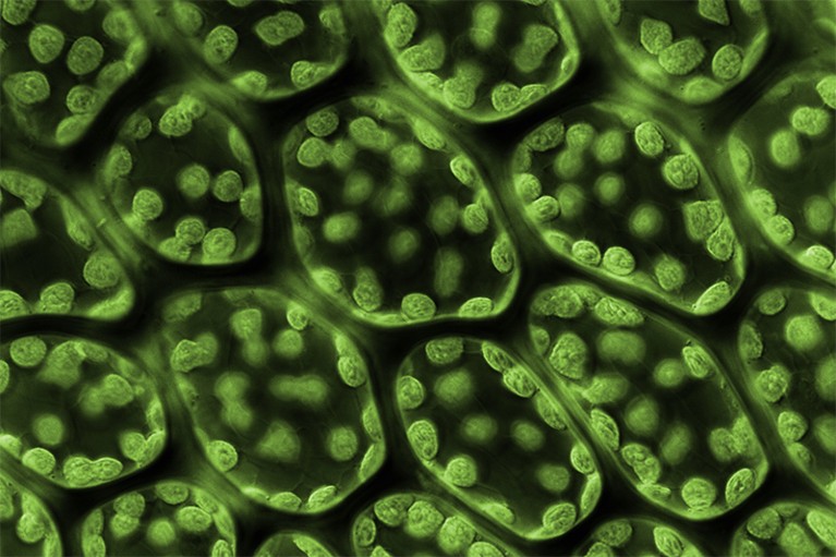 DIC micrograph of a section through a moss plant leaf, showing the chloroplasts (round, green) within the cells (hexagonal).