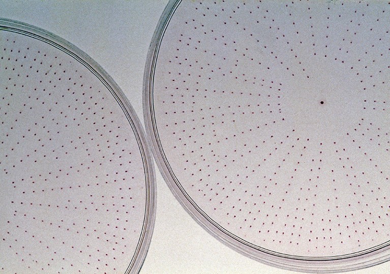 Two petri dishes