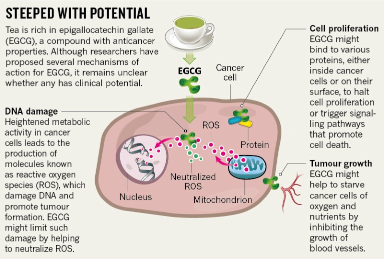 Tea's value as a cancer therapy is steeped in uncertainty