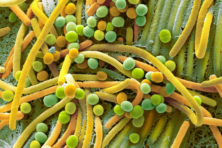 Scanning electron micrograph of human faecal bacteria