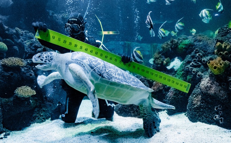 Diver measures green sea turtle in aquarium