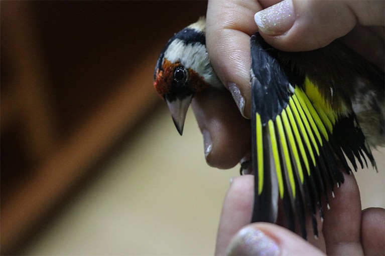 A bird with brightly coloured plumage is held gently by a conservation employee