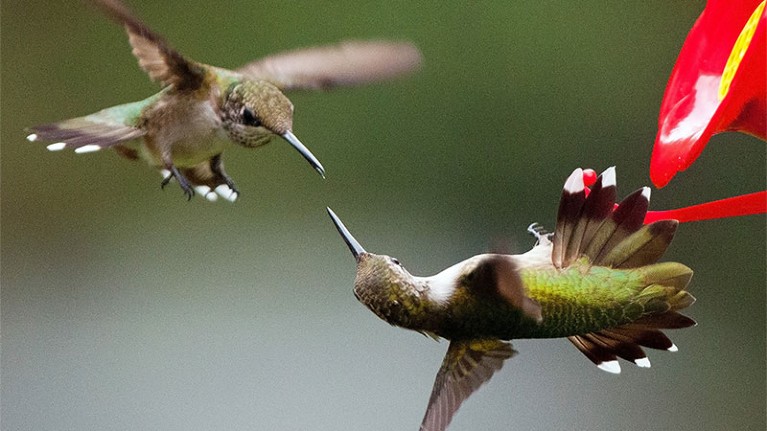 Ruby-throated Hummingbirds fighting over a hanging feeder