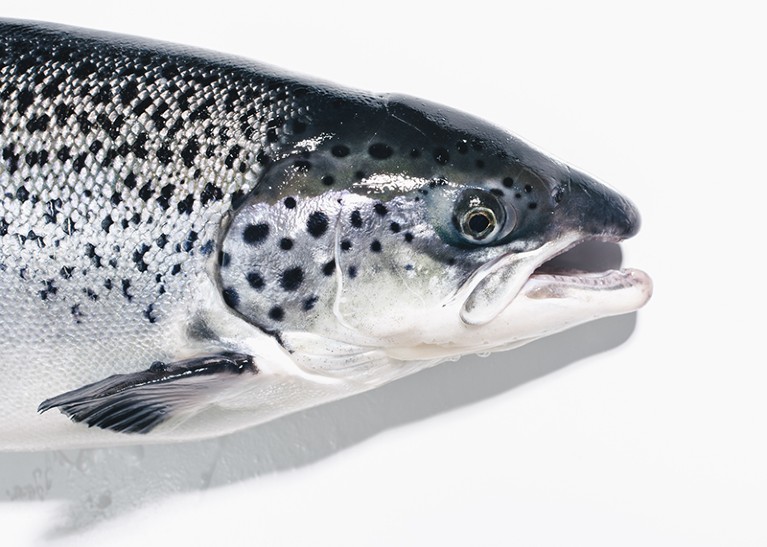 AquAdvantage Salmon adult fish