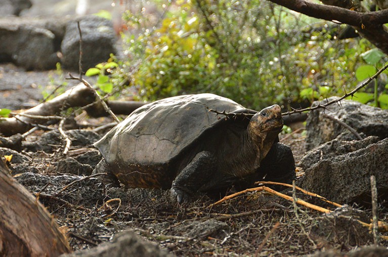 Specimen of a giant turtle species that was believed to be extinct, at the Fernandina Island, in Galapagos, Ecuador.