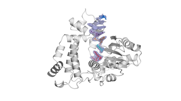 Precatalytic structure of terminal deoxynucleotidyl transferase