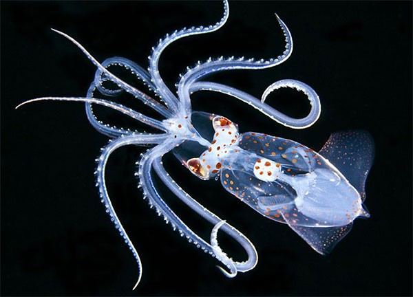 A ghostly squid photographed during a night dive in Hawaii