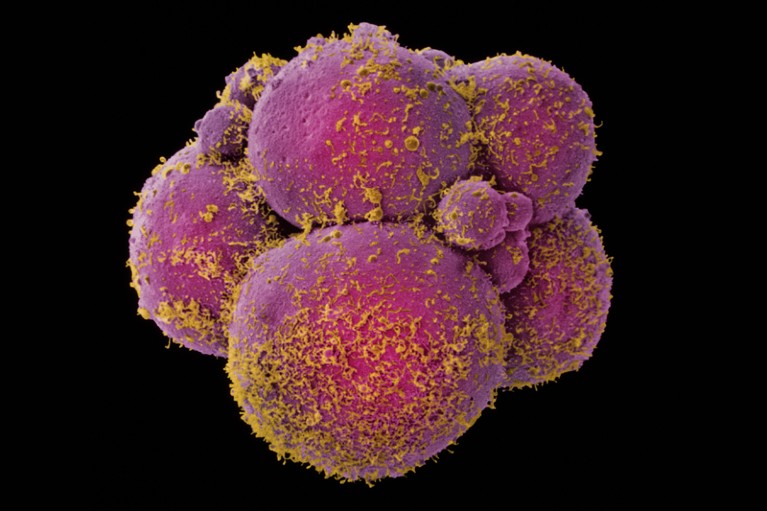 Coloured scanning electron micrograph of a human embryo at the eight cell stage