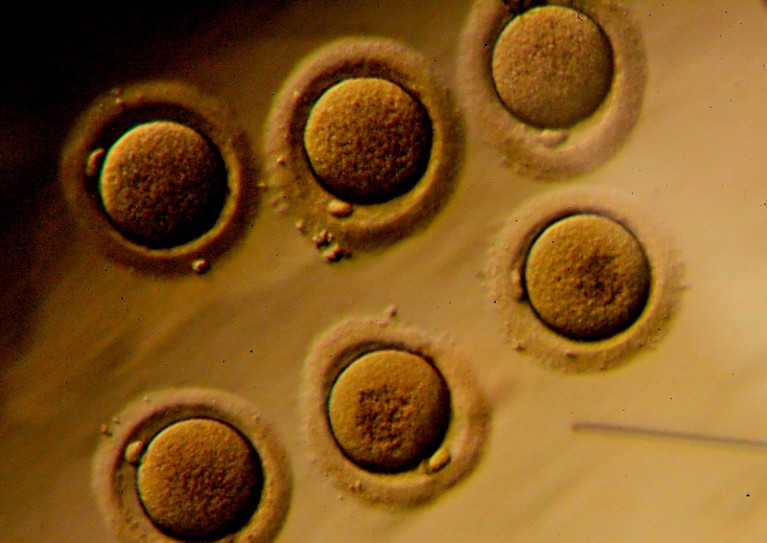 Human embryos on a petri dish are viewed through a microscope