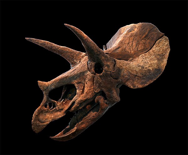 Skull of a Triceratops
