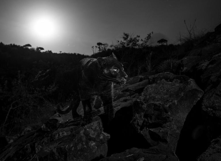 Camera trap photo of a young male melanistic leopard (Panthera pardus) walking at night under the moon at Laikipia Camp, Kenya