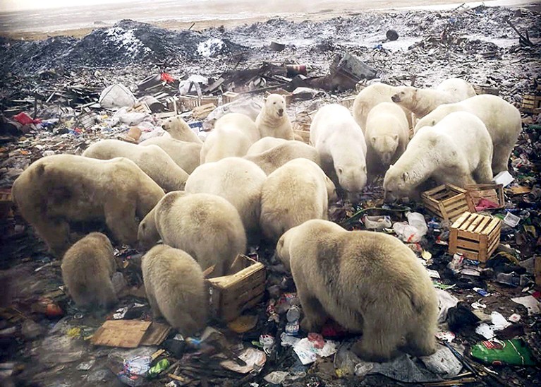Group of polar bears foraging for food at a large rubbish tip in Belushya Guba, Russia