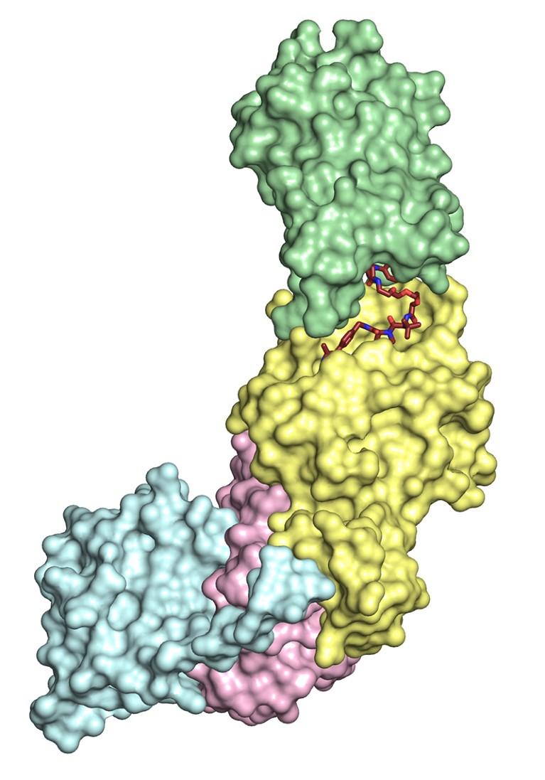 3D structure of PROTAC MZ1 bound to E3 ligase von Hippel-Lindau complex and target Brd4 bromodomain