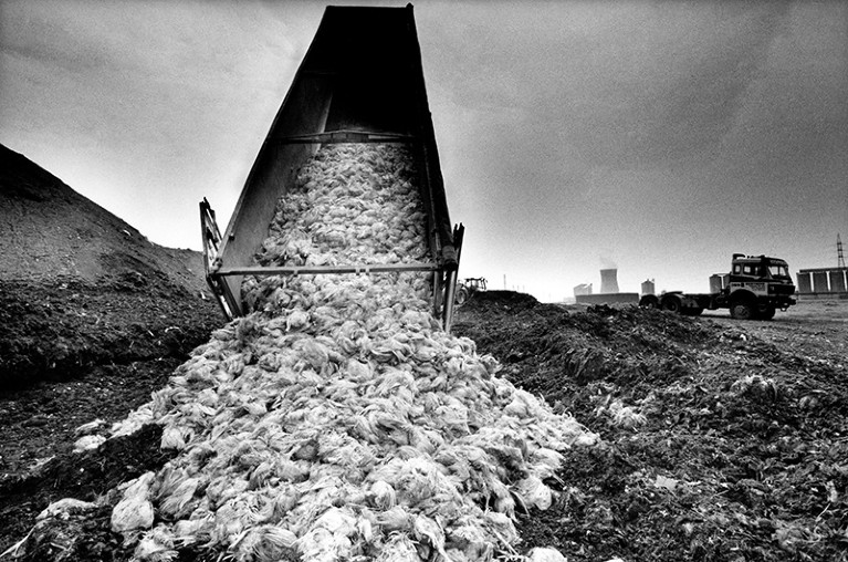 Black and white photograph of a pile of destroyed chickens carcasses being dumped off a truck.