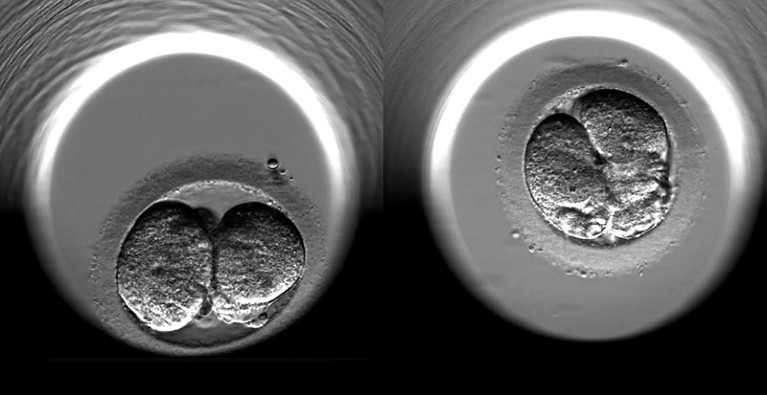 The cell-division of two fertilized human embryos