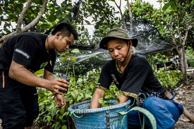 Two workers handle tree saplings being grown to reforest burned areas of Indonesia