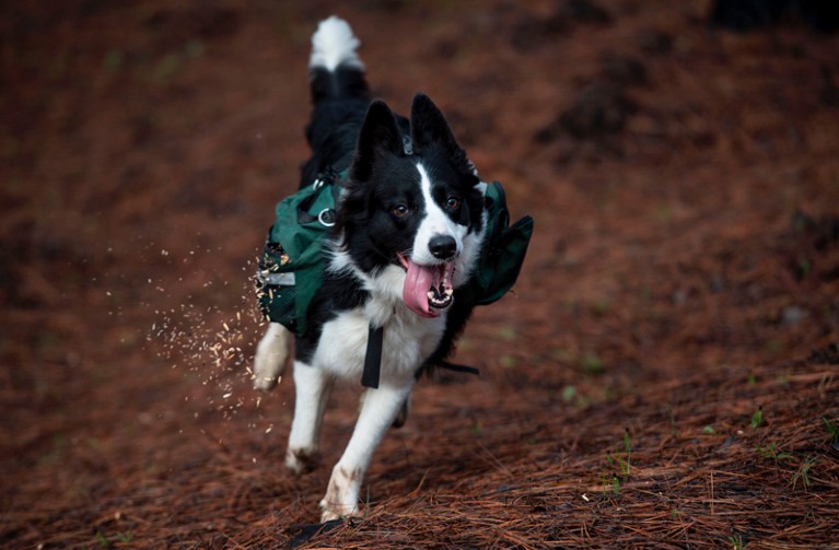 A border collie runs through an area in Chile devastated by fire while sowing tree seeds that fall from a special backpack