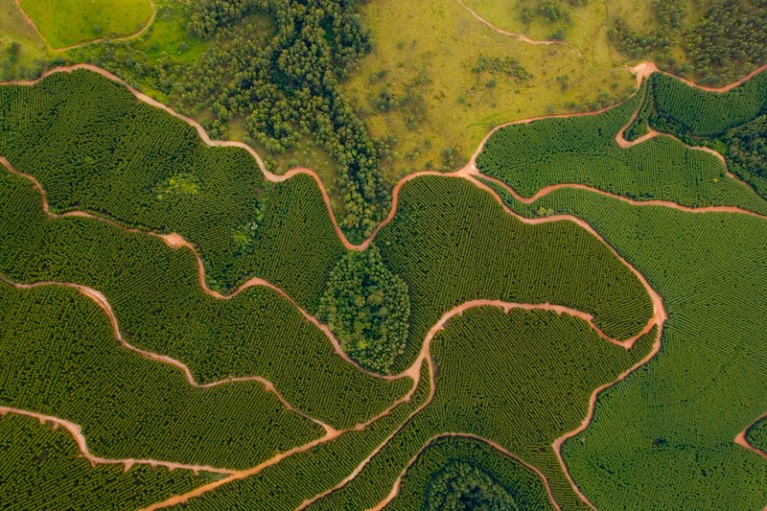 Aerial view of eucalyptus plantation in Brazil