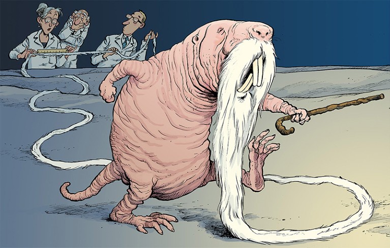 Illustration of naked mole rat