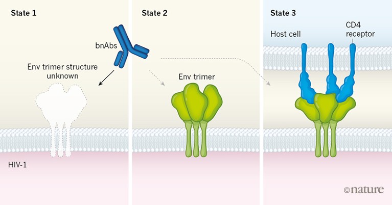 Conformation of the native HIV-1 envelope protein raises questions for ...