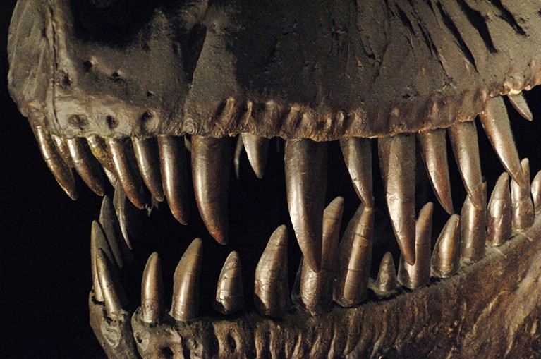 Skul and teeth of a Tyrannosaurus Rex.
