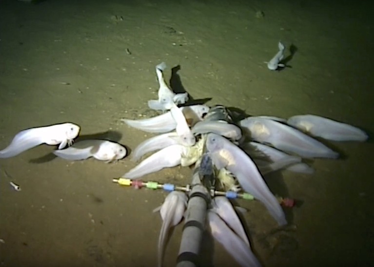 Video still of footage from the Mariana Trench
