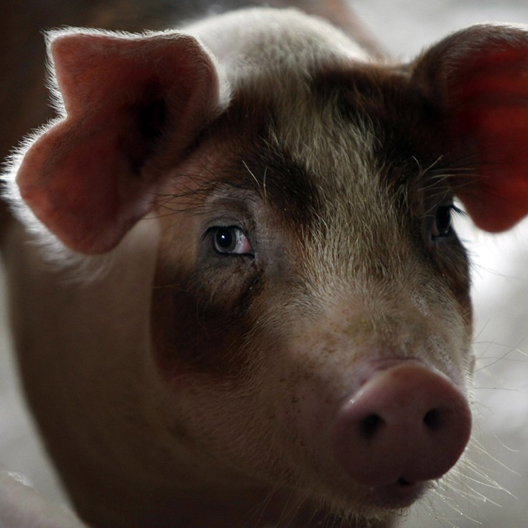 Pig brains kept alive outside body for hours after death