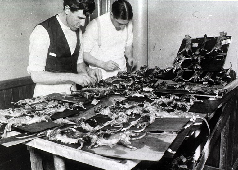 Two men dissecting rats nailed to shingles in San Francisco during the early 1900s