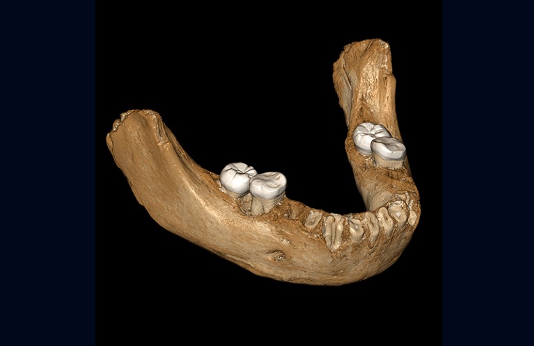 Views of the virtual reconstruction of the Xiahe mandible after digital removal of the adhering carbonate crust.