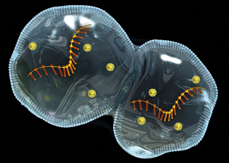 A protocell (artificial cell) dividing to produce two daughter cells.