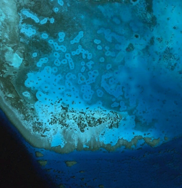 Satellite image of the Red Sea showing grazing halos around coral reef