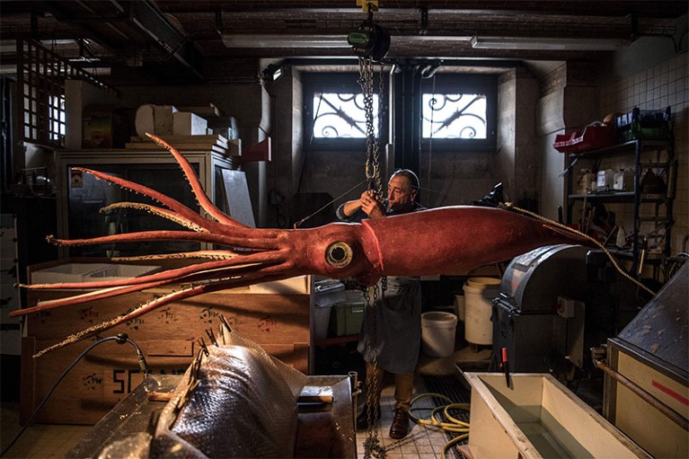 Restoration of a giant squid at the Museum d'Histoire Naturelle in Paris