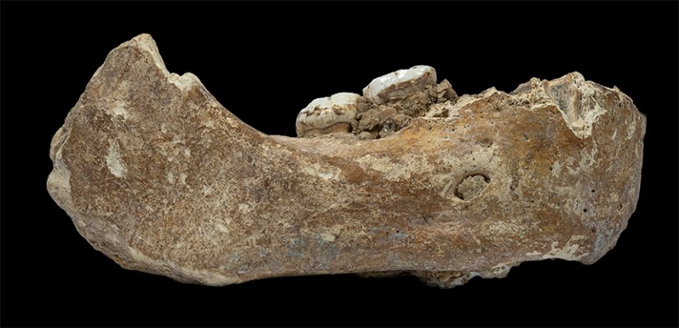 Half a jawbone, discoloured and with two teeth remaining.