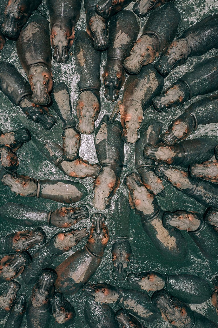 An aerial view of a group of hippos