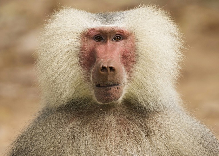 A male baboon (Papio Hamadryas) in a zoo near Tel Aviv, Israel