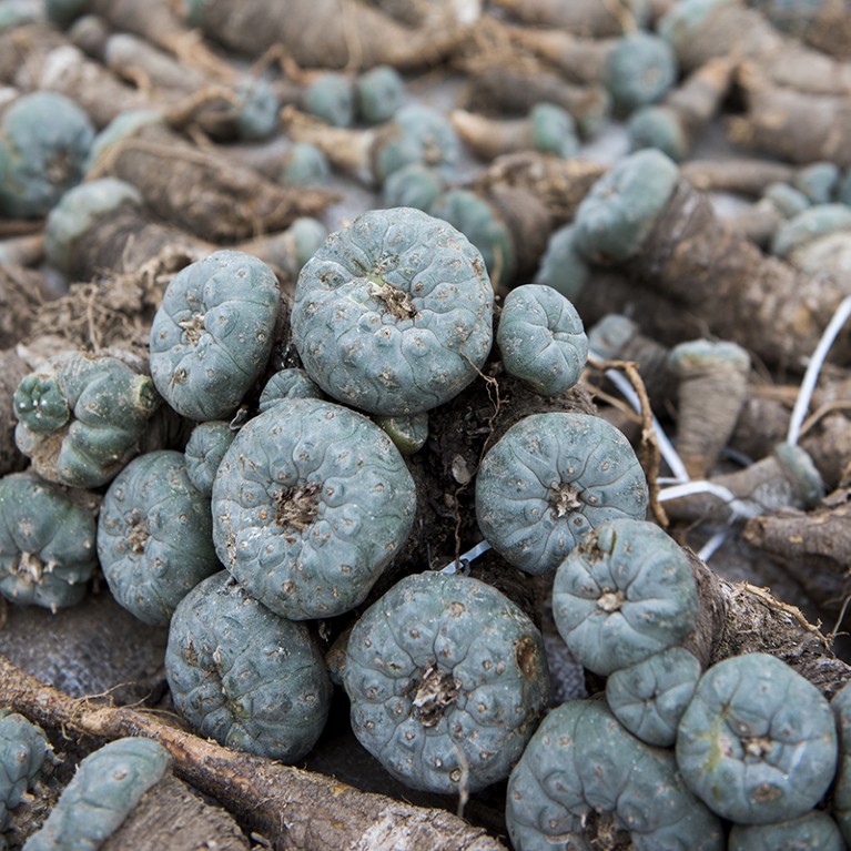 Piles of round, grey-green cacti with brown roots.