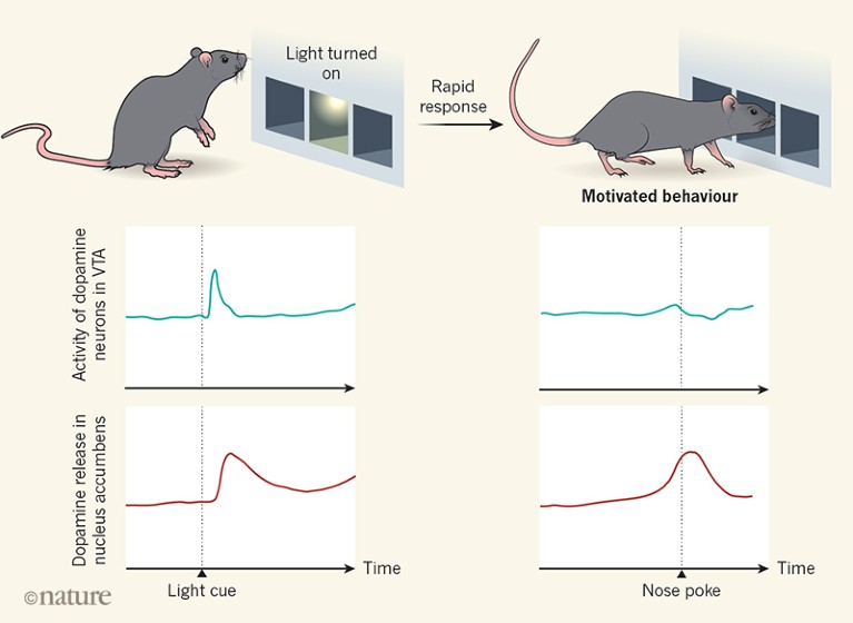 The Role of Dopamine in Motivation and Learning - Neuroscience News