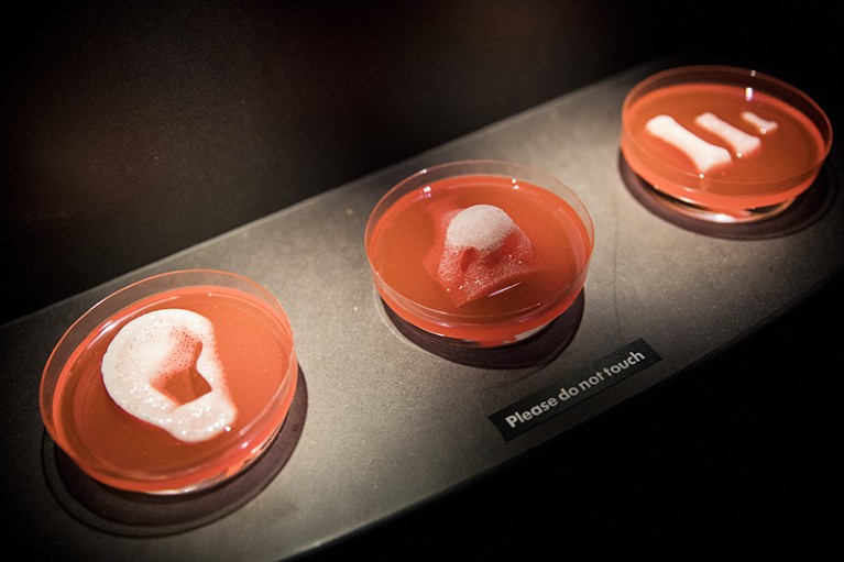 Three Petri dishes filled with red culture medium. One contains a human ear, one a nose and one fingers.