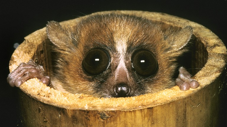A mouse lemur (Microcebus rufus) peering out of a bamboo shoot