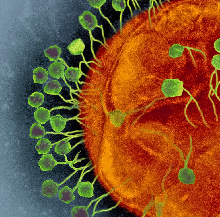 transmission electron micrograph (TEM) of bacteriophage virus particles attacking a bacterial cell