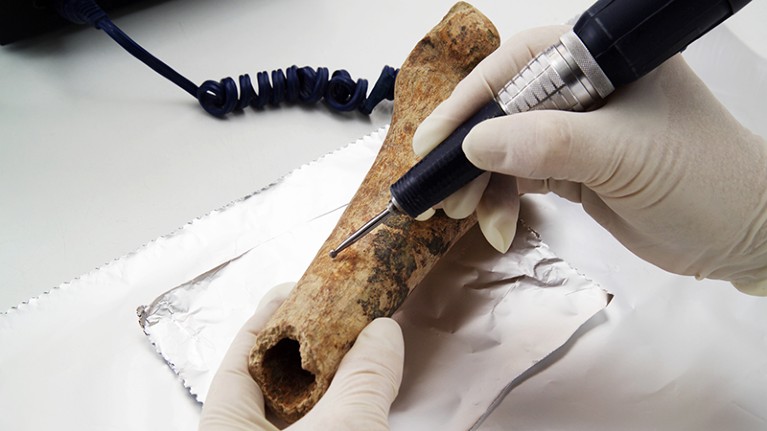 Sample being removed from bone for carbon dating using accelerator mass spectrometry