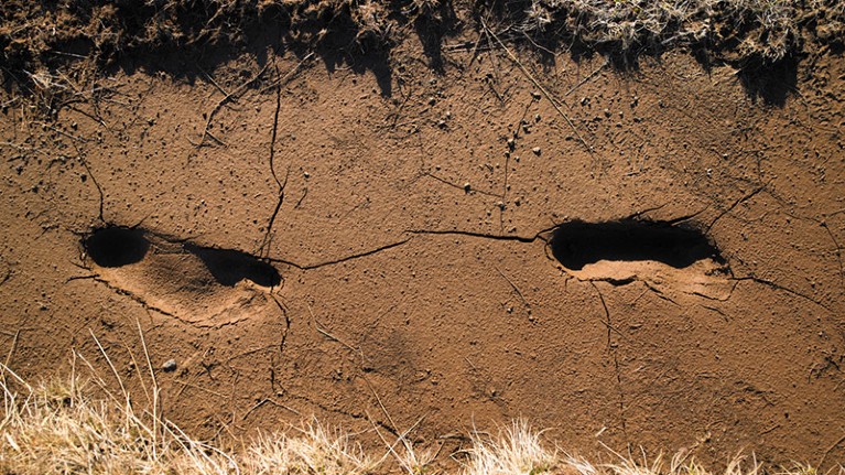 Footprints in cracked soil