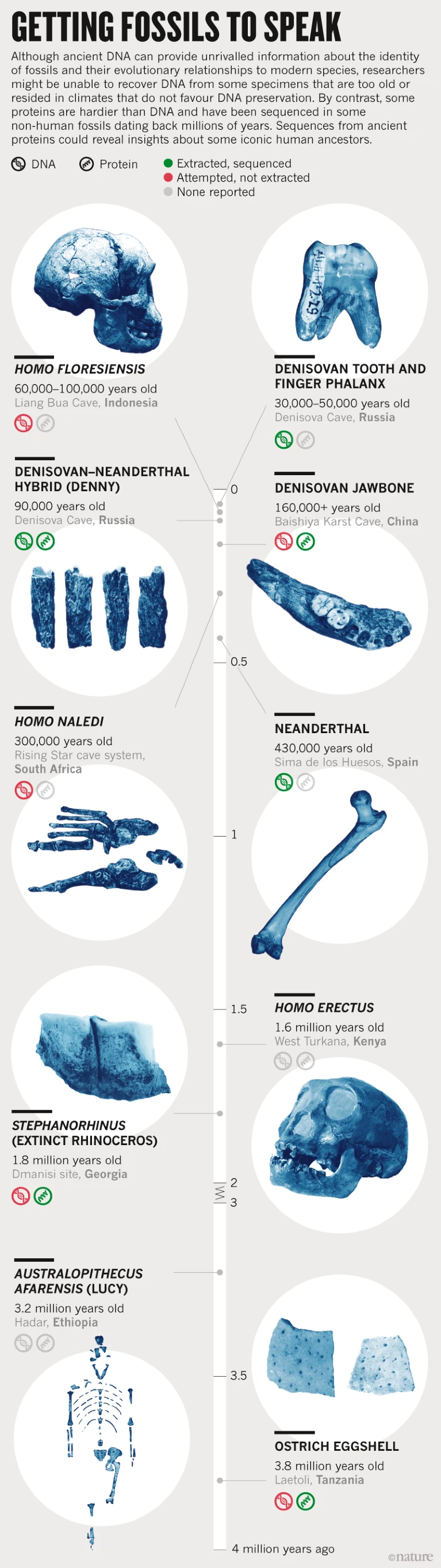 Credits: H. floresiensis: P. Brown et al./Nature;            Denisovan tooth: R. Reich et al./Nature; Denny hybrid: Tom            Higham, Univ. Oxford; Denisovan jawbone: F. Chen et al. (Ref.            1)/Nature; H. naledi: L. R. Berger et al./eLife; Neanderthal:            M. Meyer et al. (Ref. 2)/Nature; H. erectus: Nat. Hist.            Mus./Alamy; Stephanorhinus: Nat. Hist. Mus. Denmark; Lucy: 120            via Wikimedia Commons; Ostrich eggshell: Terry Harrison