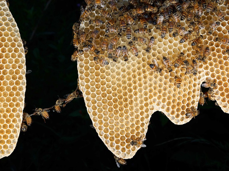 Italian bees (Apis mellifera ligustica) constructing wax combs