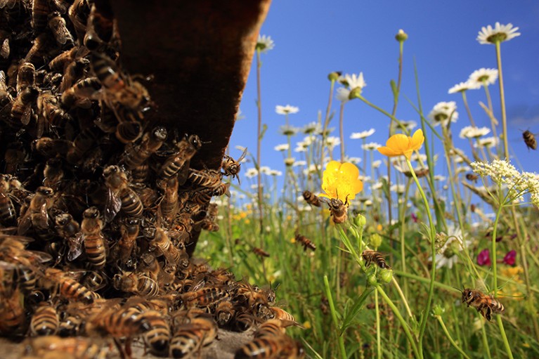 Honey bees (Apis mellifera) returning to their hive