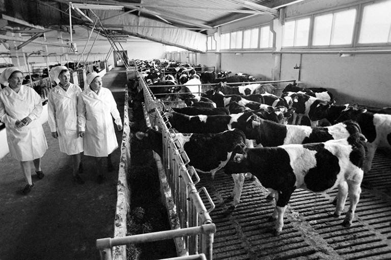 The industrial fattening complex for cows in the USSR, 1982