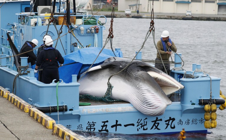 A minke whale is unloaded from a Japanese vessel at Kushiro port in Hokkaido, northern Japan