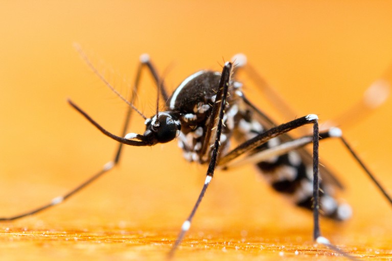 An Asian Tiger Mosquito